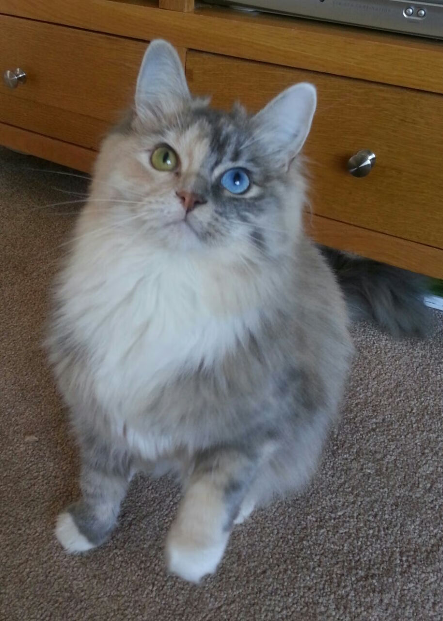 共同的脉搏，若日尼奥、毕尔巴鄂与加纳的奇迹之夜