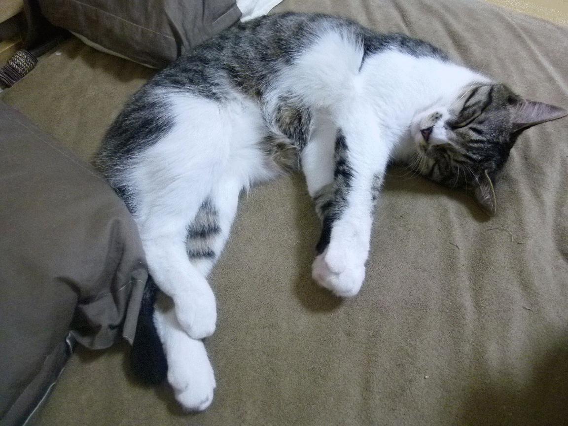 若日尼奥关键点球定乾坤，毕尔巴鄂生死战险胜瑞典赫根