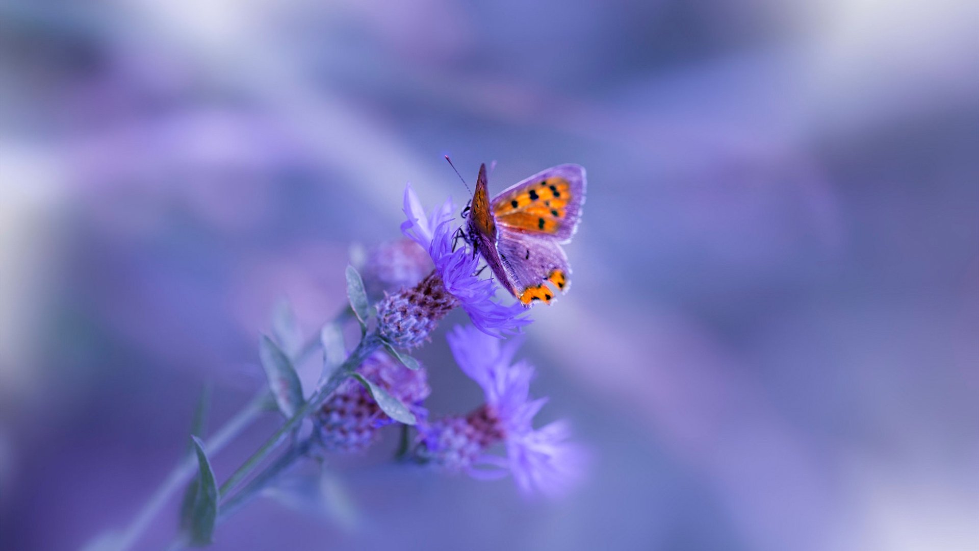 开云体育官网-篮网狙击快船，一场奥运前哨战的深层博弈