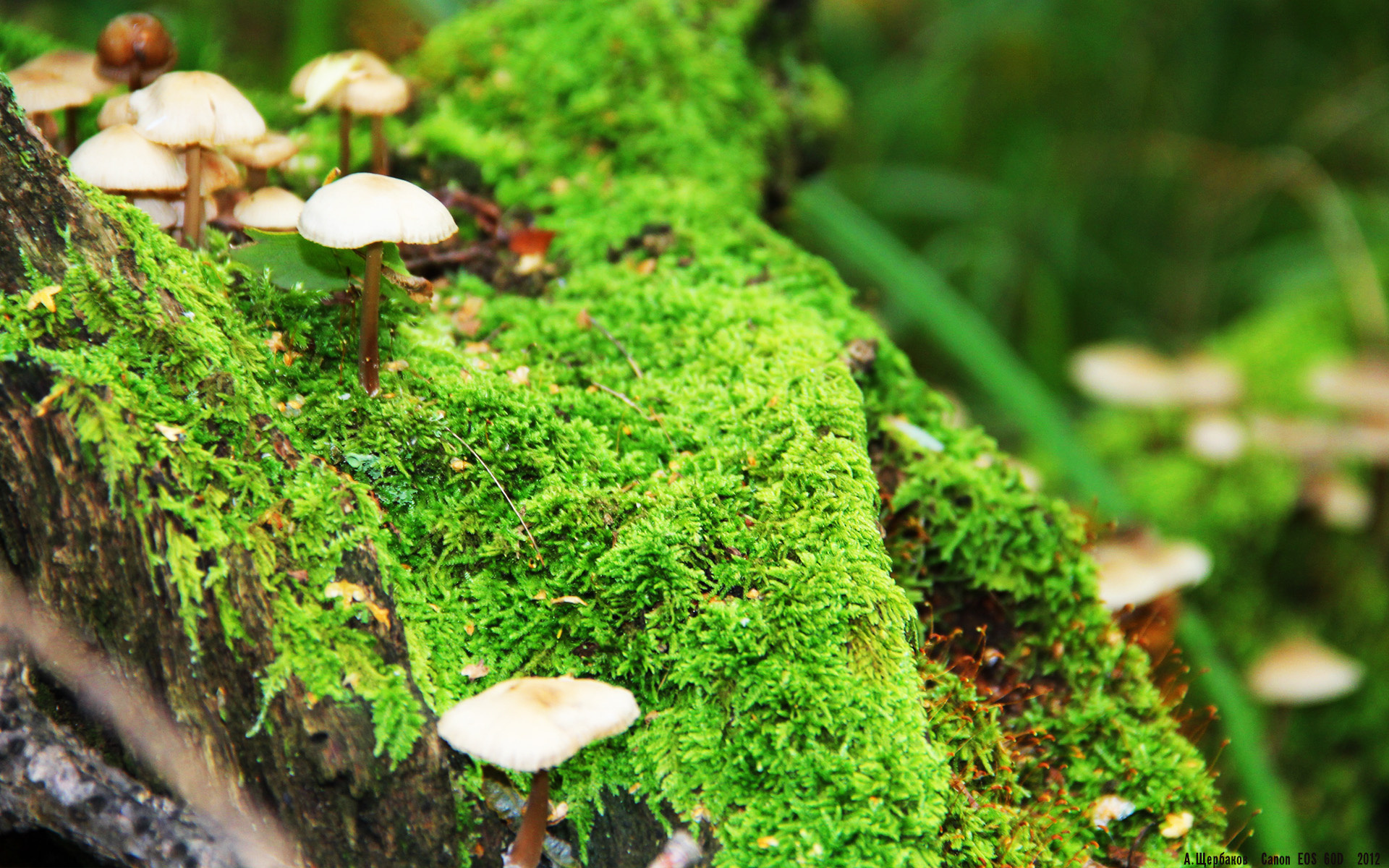 奥运冲刺夜，凯塞多化身末节之神，关键战上演逆转接管