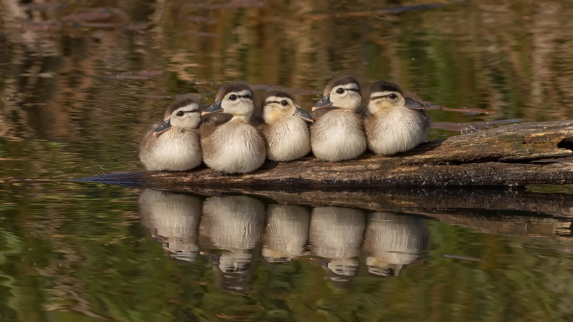 开云体育在线-詹姆斯40分天神下凡!开拓者鏖战险胜雷霆,淘汰赛惊险过关