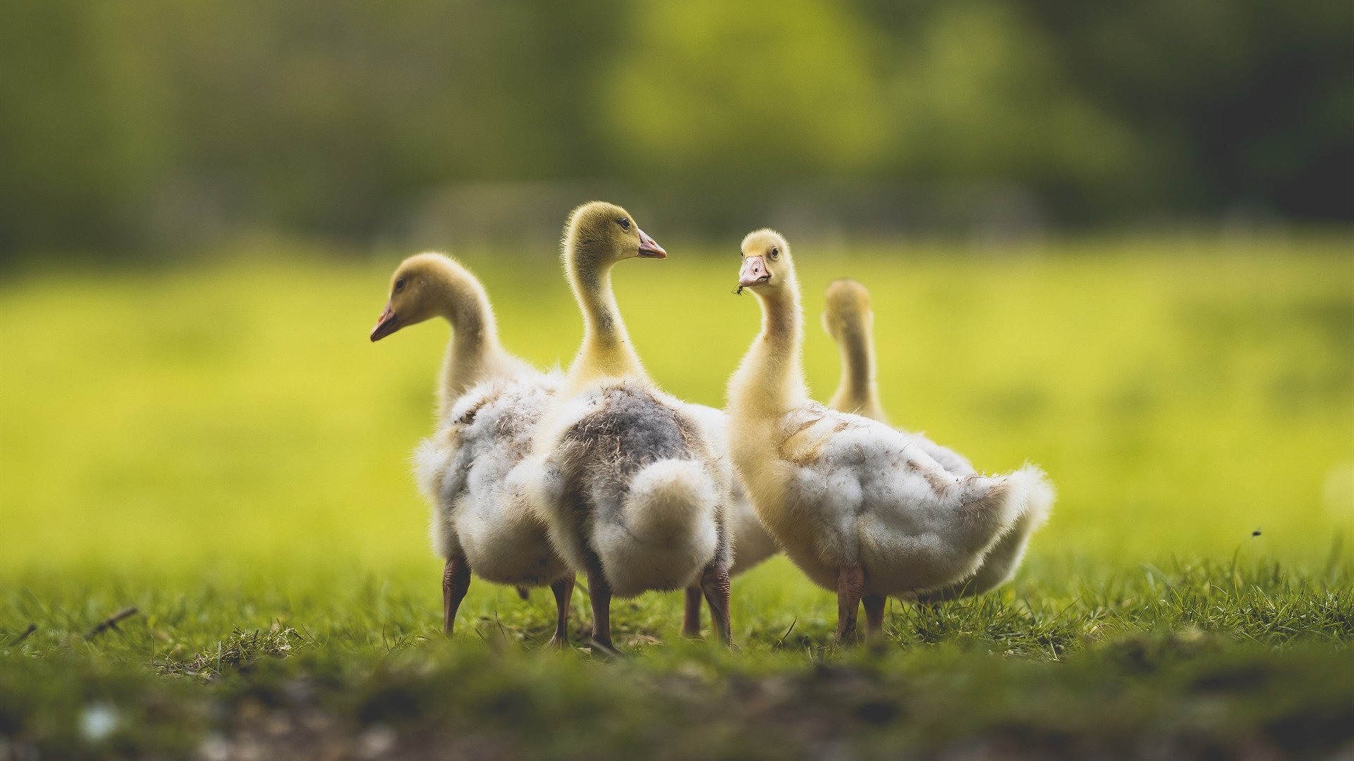 开云体育登录-富安健洋爆发震惊斯坦福桥,切尔西用足球正义正面击溃卡塔尔金元