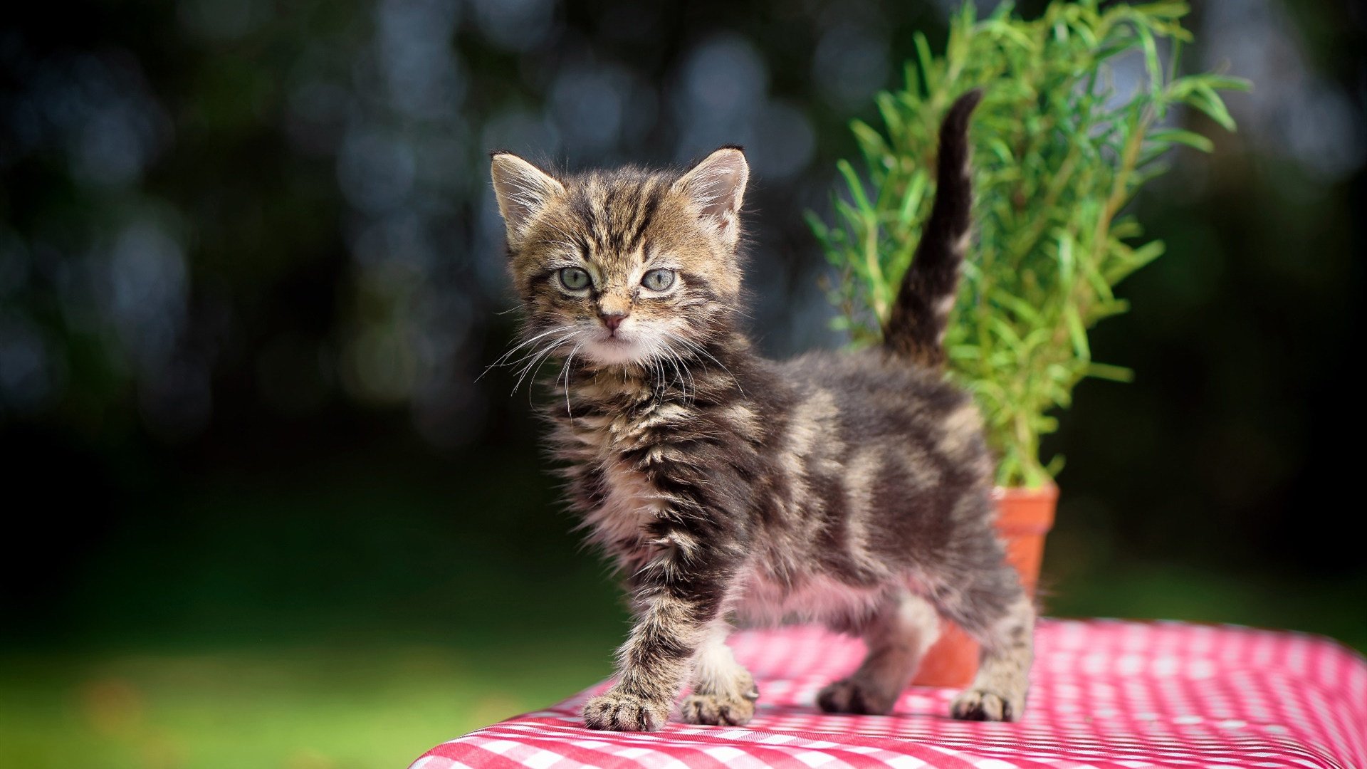 逆转夜，蒂亚戈化身永动机，北欧风暴撕裂奥地利防线