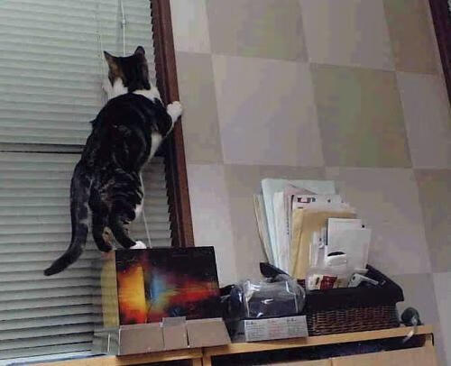 绿茵与硬木的胜利哲学,从西决生死战看AC米兰如何连续得分压制荷兰