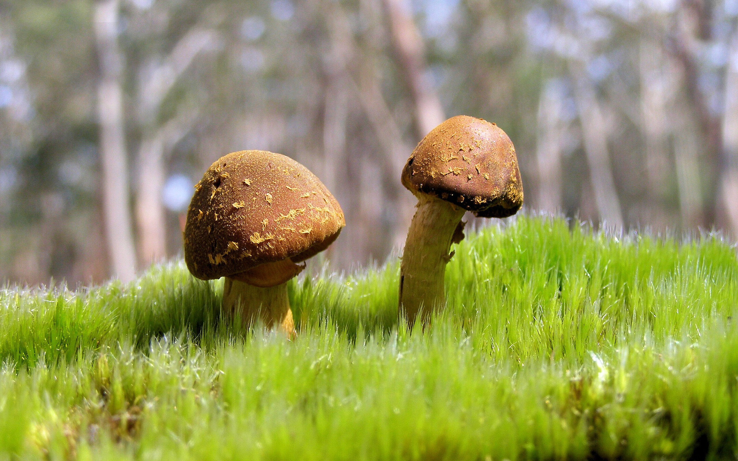 欧文关键战不手软,开拓者粉碎猛龙展团队雄风