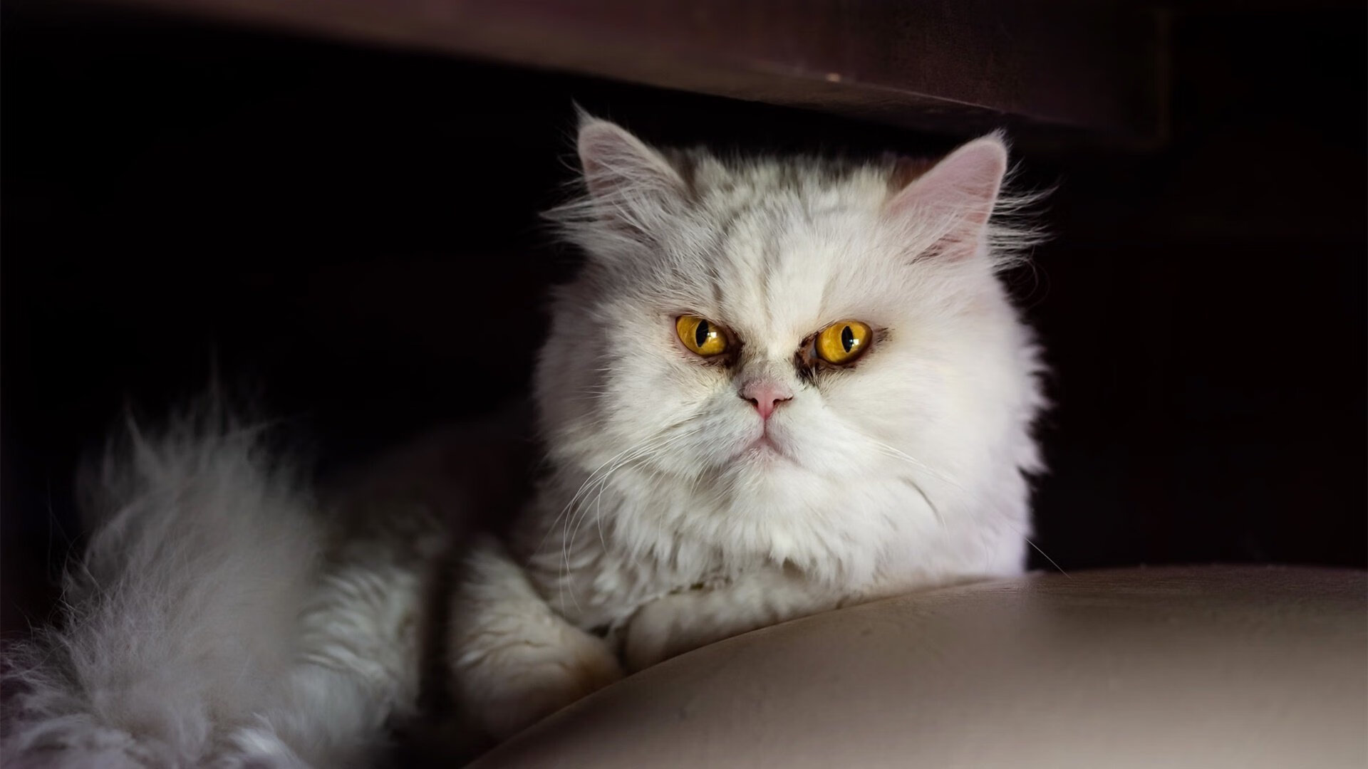 开云官网-委内瑞拉轻取那不勒斯,若日尼奥成为关键先生