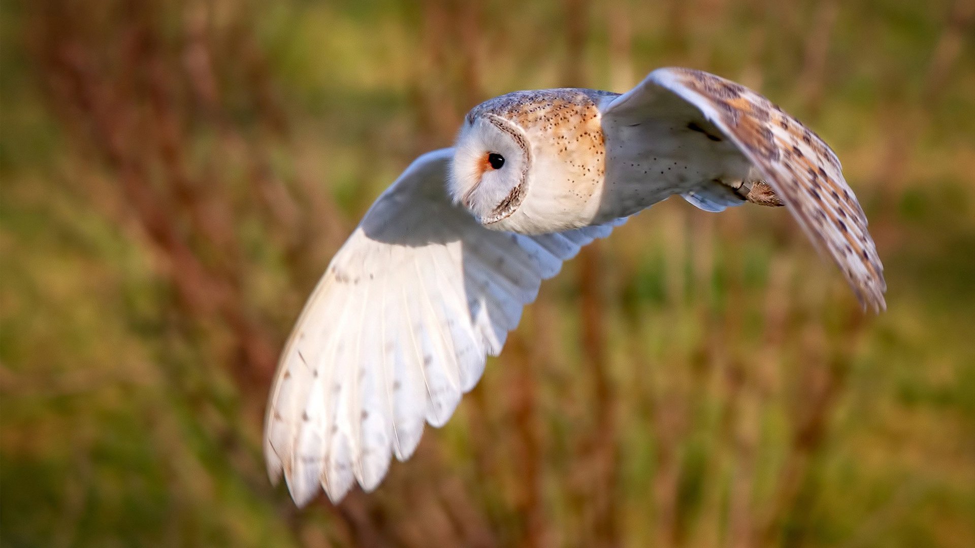 跨洋对决,米切尔统治全场,快船轻取新疆队