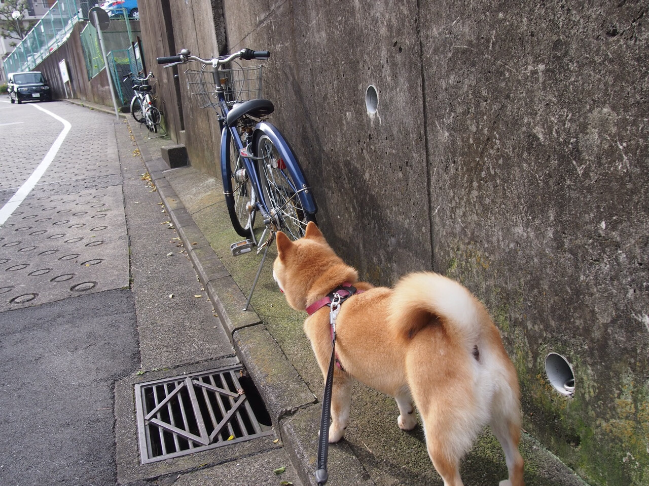 范弗利特化身球场指挥家，上海队轻取快船背后，是大师级的战术掌控