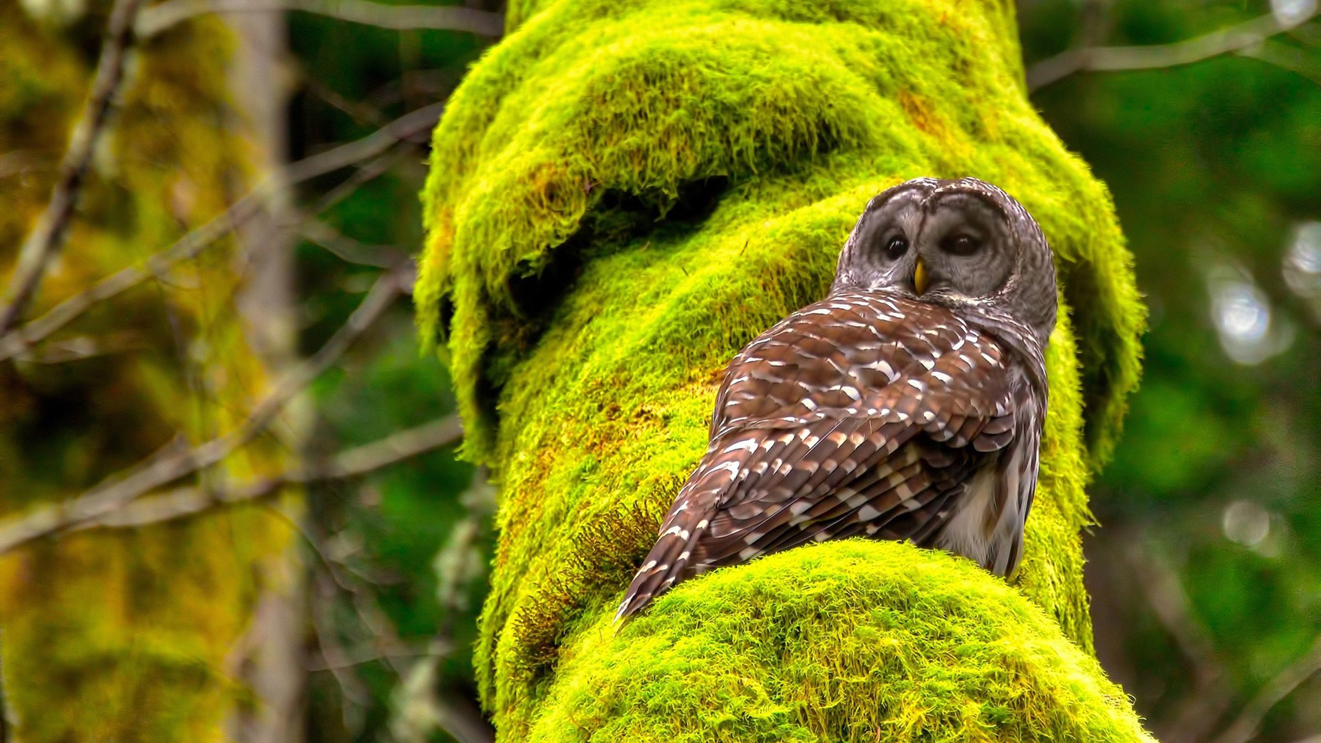 戈贝尔筑墙，掘金坠崖，当开拓者用防守收割系列赛